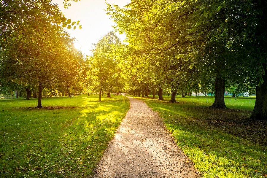 Narrow road in a green grassy field surrounded by green trees with the bright sun in the background A narrow road in a green grassy field surrounded by green trees with the bright sun in the background
